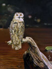 Eagle Owl - Oils